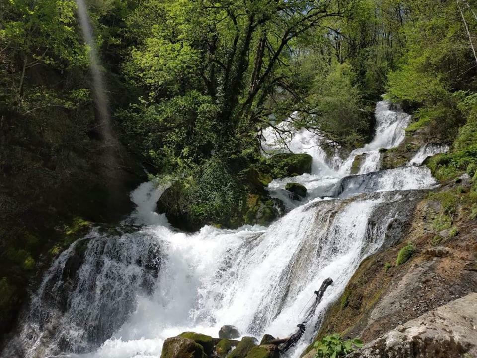 Сибиряк تسكالتوبو المظهر الخارجي الصورة